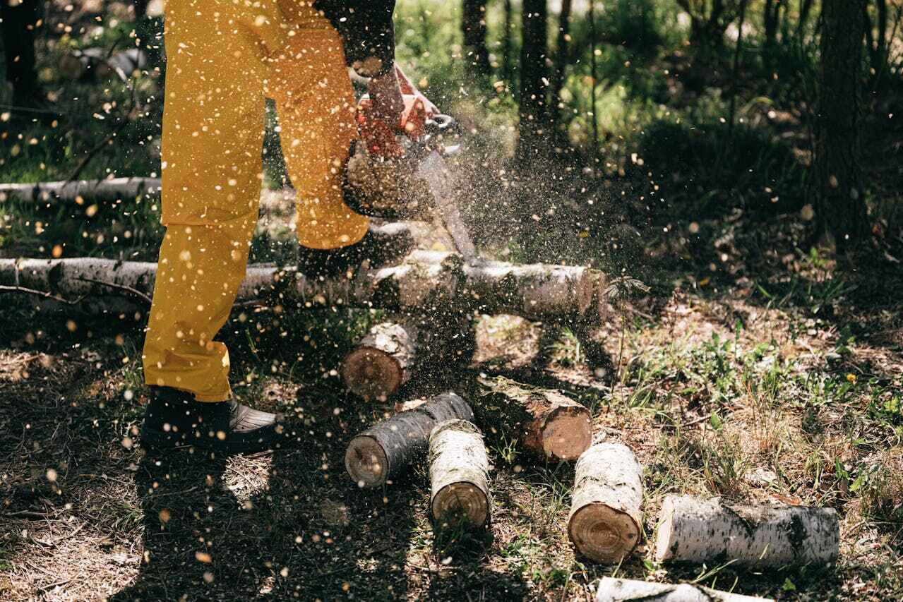 The Steps Involved in Our Tree Care Process in Lakeview Estates, GA